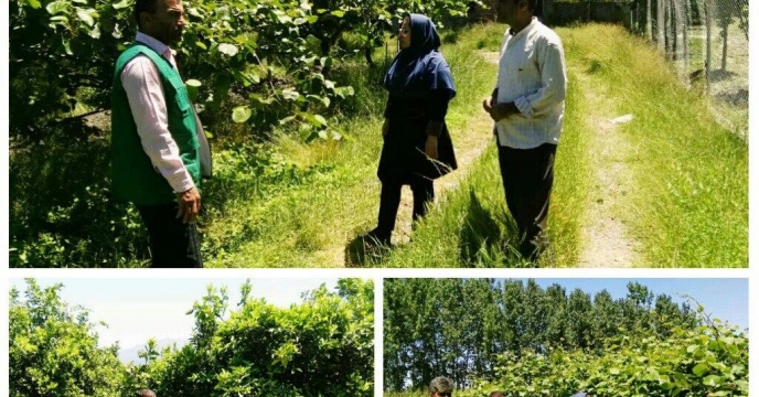 آزمون خاک و گیاه به منظور استفاده بهینه کود شیمیایی و تعذیه مناسب در ختان
