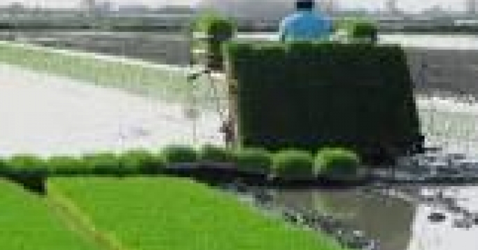 آمادگی برای تامین کود جهت کشت برنج در مازندران