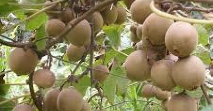 تامین کود برای صادرات 1911 تن کیوی در نوشهر مازندران
