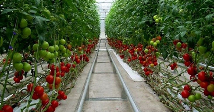 آغاز برداشت گوجه فرنگی در خوسف