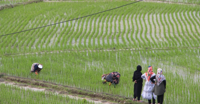 شالیکاران گیلان در انتظار کود کشاورزی پتاسیم جهت مصرف سرک