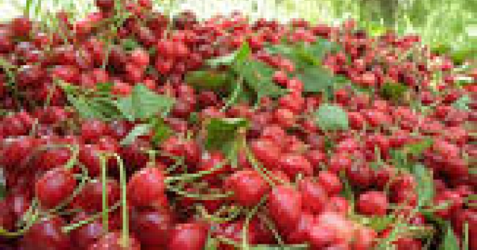 استان البرز رتبه سوم  کشوری در تولید گیلاس