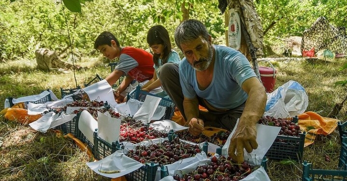 توزیع کود های کشاورزی و برداشت بیش از127 هزارتن میوه تابستانه در گلستان