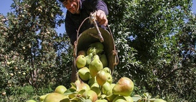 برداشت گلابی در استان سمنان 