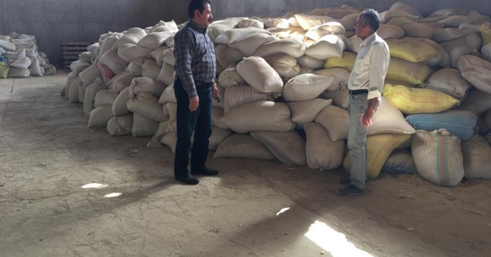 بازدید از نحوه قرص گذاری بذور موجود درانبار