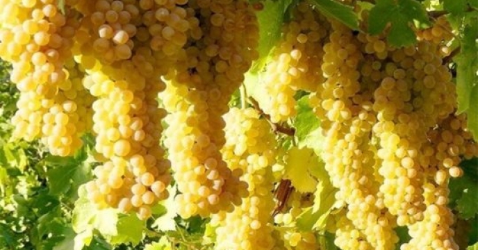 برگزاری جشنواره انگور در استان خراسان شمالی