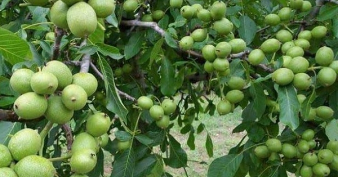 272 هکتار باغ گردو در نکاء استان مازندران