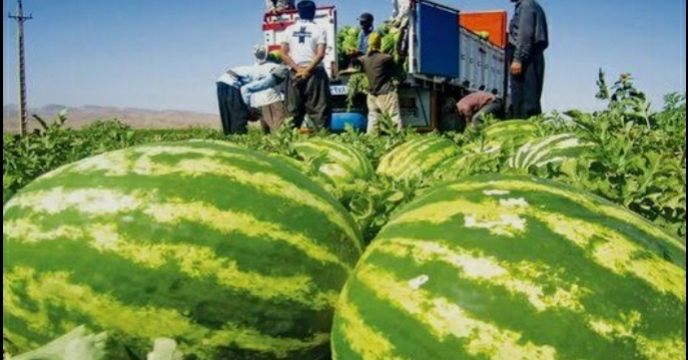 میناب قطب تولید هندوانه خارج از فصل کشور،حمایت نهاده‌ای هدفمند از کشاورزان استان هرمزگان