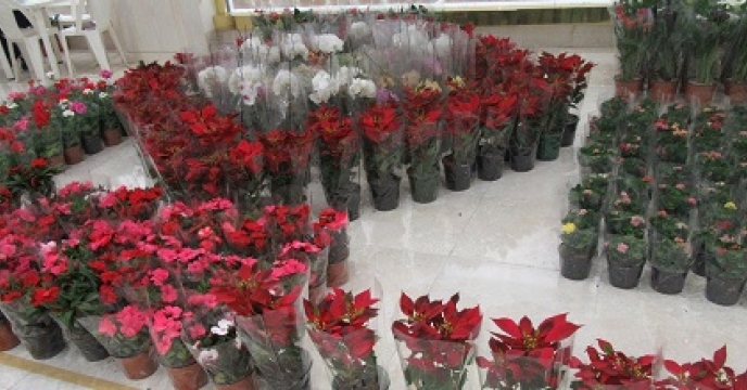 900 هکتار فضای گلخانه ای در مازندران