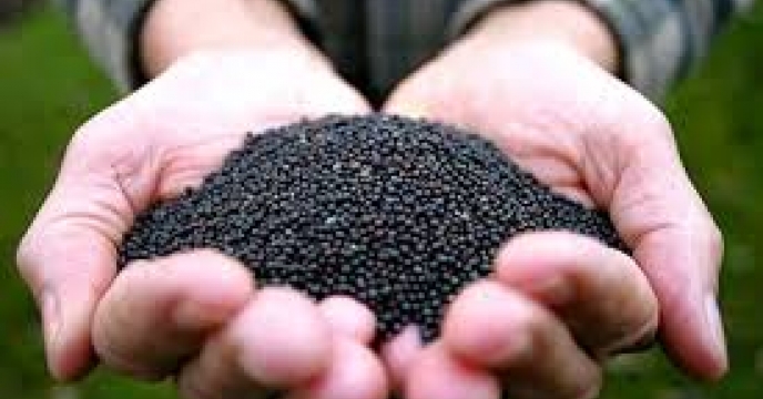 فروش بذر کلزای والدینی فرانسوی 