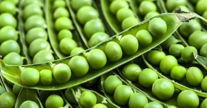 پیش بینی تولید بیش از ۱۸ هزار تن نخود فرنگی در استان گلستان