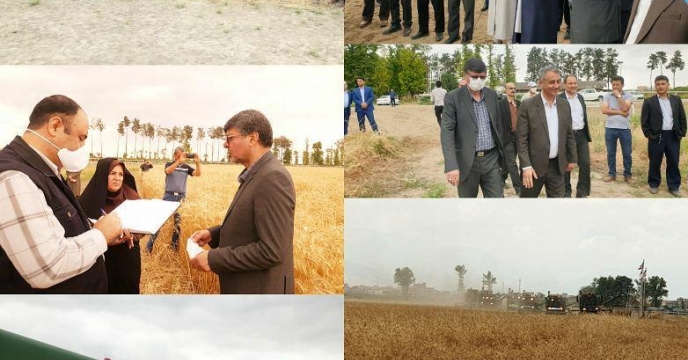 مراسم متمرکز جشن شکرگزاری برداشت گندم استان گلستان