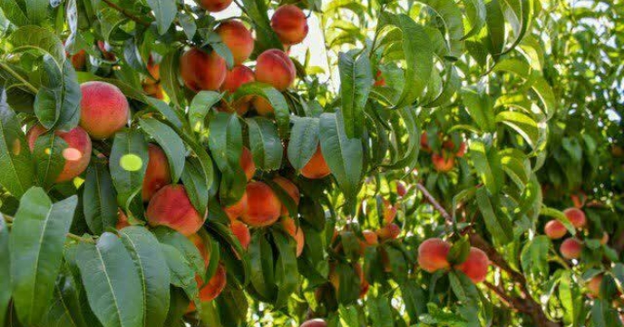 برداشت هلو از باغات خنداب استان مرکزی – سال 1399
