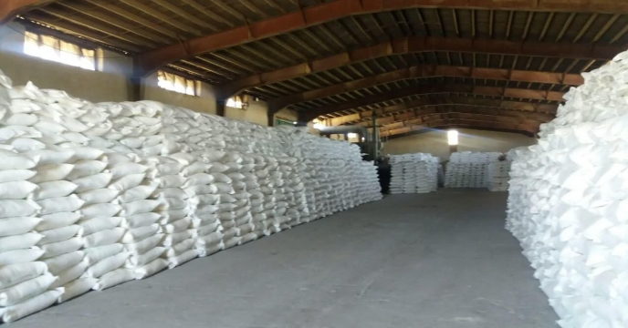 برداشت هلو از باغات شهرستان خنداب  قطب بزرگ باغات استان مرکزی 