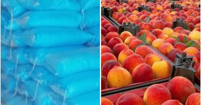 توزیع نیاز کود باغداران وبرداشت 48000تن هلو از باغات چهارمحال وبختیاری
