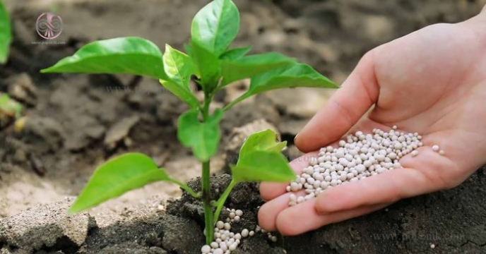 ابلاغ تامین انواع کود های کشاورزی از تولید کنندگان داخلی کشور به مدیران استان ارسال شد