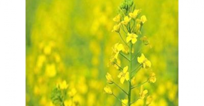 1350 هکتار سهمیه کشت کلزا در بابلسر  استان مازندران