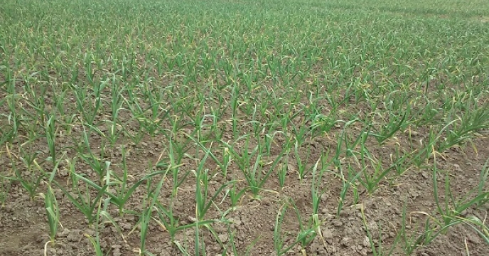 160هکتار سطح زیر کشت سیر در نکا مازندران