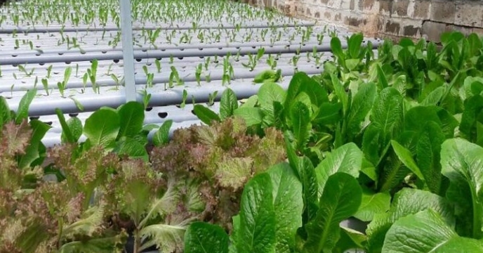 تأمین نهاده‌های کشاورزی همزمان با توسعه گلخانه‌های هیدروپونیک رودان در استان هرمزگان