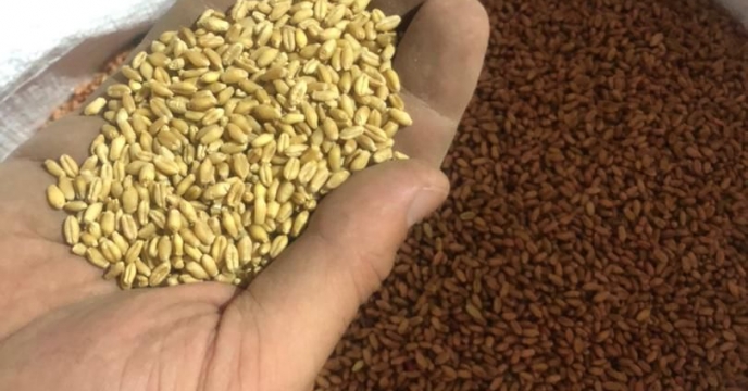 بوجاری بذر633 تن بذر گندم در گلستان