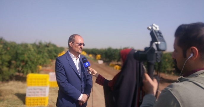 آغاز برداشت محصول انار در استان قم 