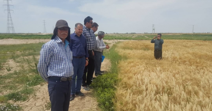 بازدید مدیر فنی و بهبود کیفیت بذر از مزارع و انبار بذر زابل  