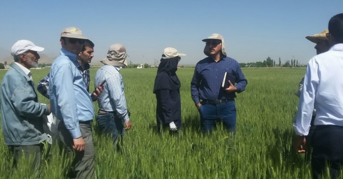 بازدید مزارع جو در استان مرکزی