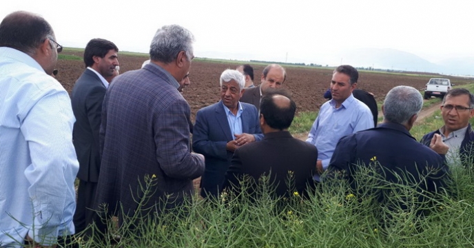بازدید معاونت وزیر جهاد کشاورزی از مزرعه کلزا دراردبیل