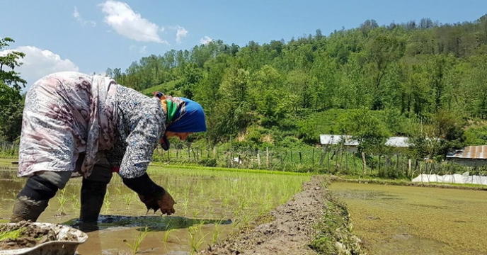 اعزام کارشناسان بذر
