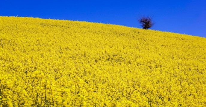 مبارزه با علف های هرز کلزا در استان مازندران