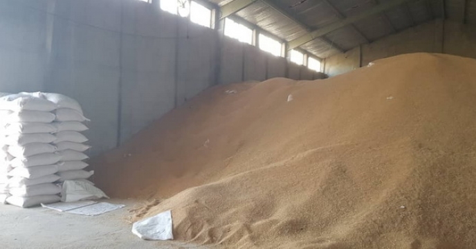 عملیات بوجاری  بذور گندم و جو خریداری شده از پیمانکاران طرف قرارداد