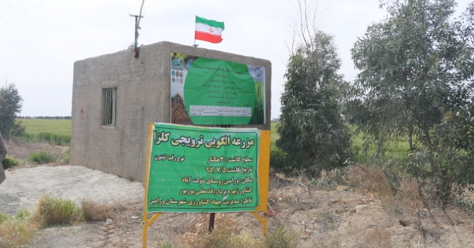 بازدید از اراضی تحت کشت گندم و جو طرح الگویی تغذیه گیاهی