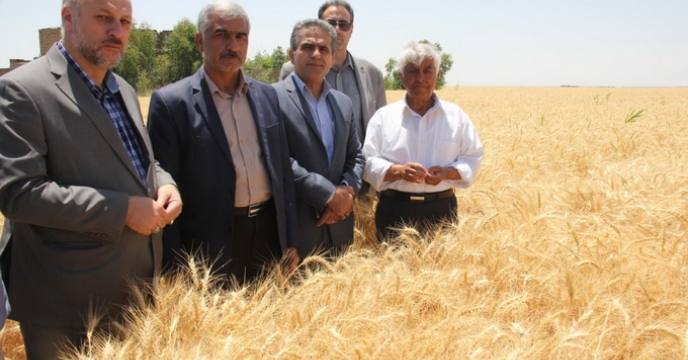 پایان عملیات برداشت پایلوت تغذیه گیاهی گندم و جو