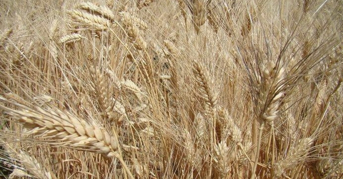   برداشت گندم در ۳ هزار هکتار از گندمزارهای دلگان به اتمام رسید