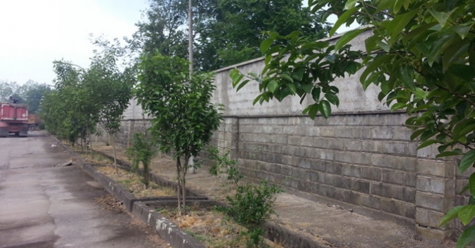 کاشت نهال مثمر در شرکت گیلان