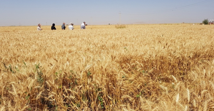 آغاز خرید بذر گندم