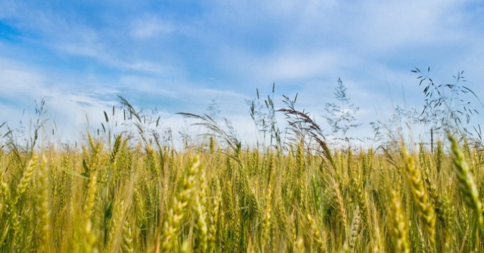 تأمین کود برای نباتات علوفه ای در استان مازندران