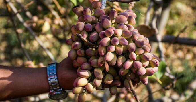 اولین برداشت پسته از باغات شهرستان نیمروز
