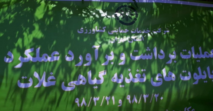 بازدید مدیر فنی و بهبود کیفیت بذرونهال از مزارع جو شهرستان  ورامین