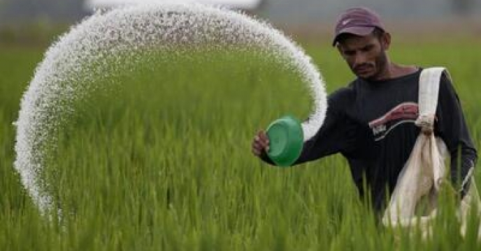 توصیه فنی برای مصرف کودهای کشاورزی در کشور 300 کیلو در هکتار است