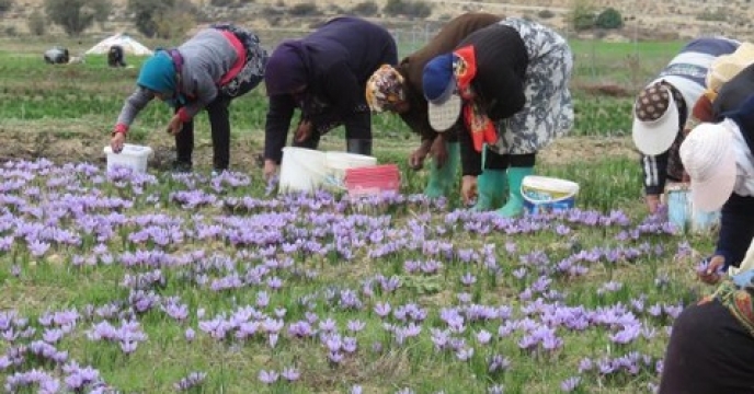 درآمد بیش از 9 میلیاردی کشت زعفران در بهشهر