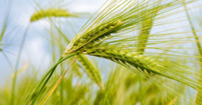 توزیع کودهای کشاورزی برای کشت جو در حاجی‌آباد استان هرمزگان