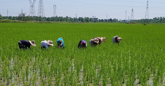 "نشاء کاری 50 درصد از اراضی پیمانکاران تولید بذر شرکت خدمات حمایتی کشاورزی استان گیلان"