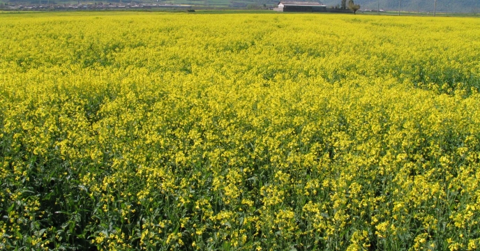 تامین کود برای 129تن تولید کلزا در بابل