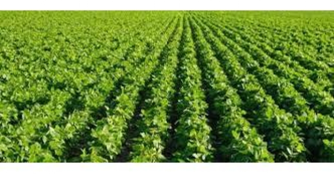 طرح پژوهشی کشت 9رقم دانه روغنی سویا در استان مازندران
