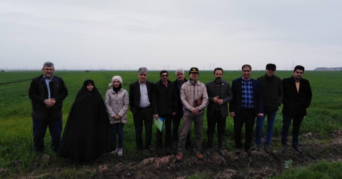 نظارت کارشناسان کمینه فنی گندم استان بر عملیات مصرف کود در پایلوت تغذیه ای گندم درگلستان