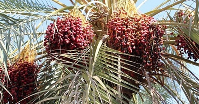 خرمای نوبرانه خراسان جنوبی در راه بازار