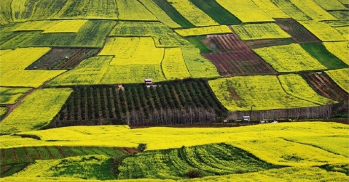 کلزا محور کشت پاییزه در مازندران