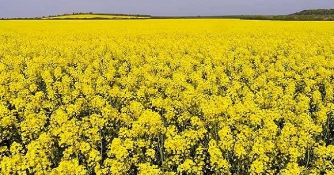تامین کود برای 76 هکتار مزارع کلزا در قائم شهر