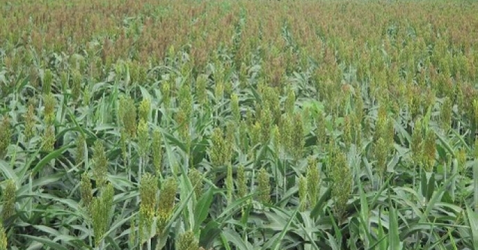 کشت علوفه  در 1370 هکتار از اراضی گلوگاه مازندران 
